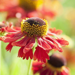 Sneezeweed | Helenium 'Moerheim Beauty' Perennial Bedding