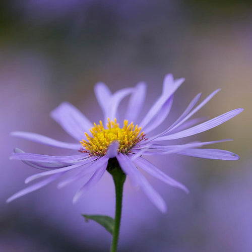 Aster × frikartii 'Mönch' Perennial Bedding