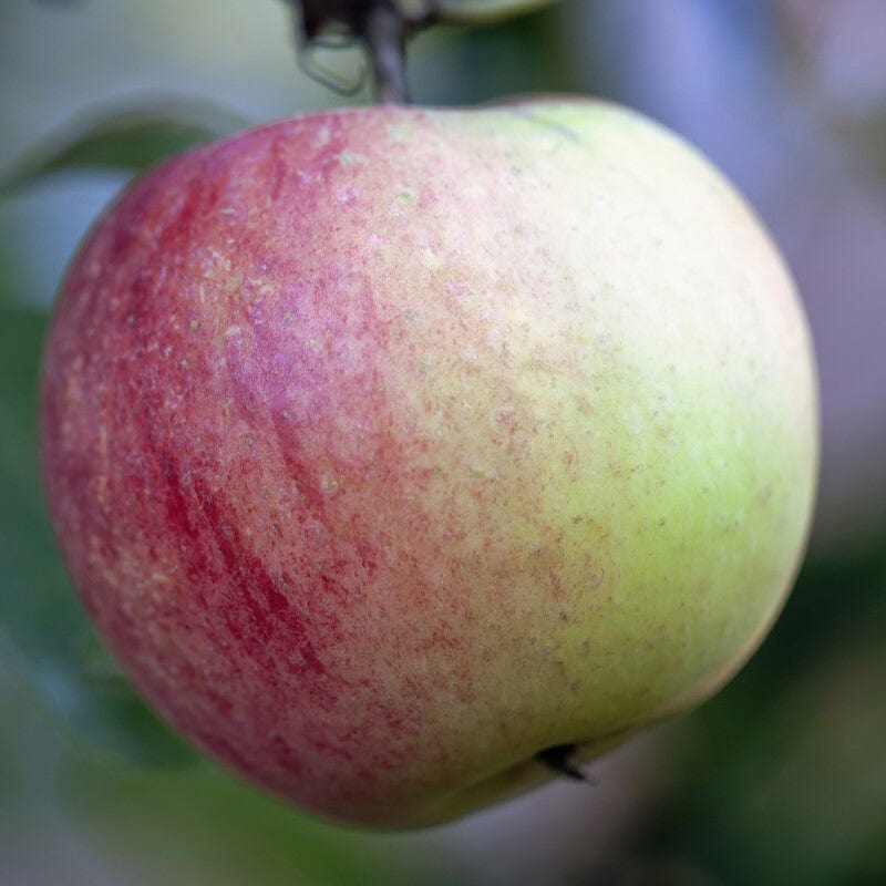 Rare Color Appels Rare Apple Varieties: UK’s Best Heritage Apples – Roots Plants