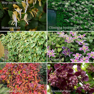 Shade-Loving Climbers Collection | Best Climbing Plants for Shade Climbing Plants