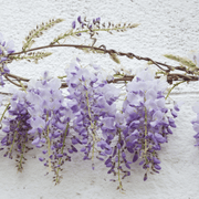 Silky Wisteria | Wisteria brachybotrys 'Okayama' Climbing Plants