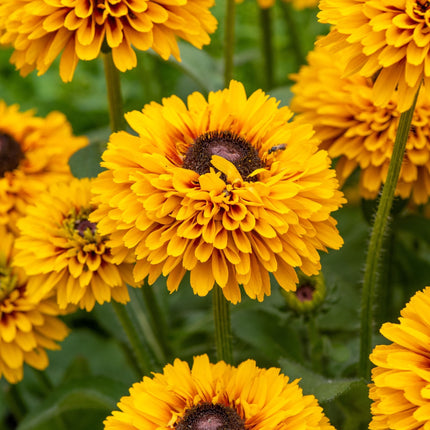 Rudbeckia 'Double Kissing SmileyZ' Perennial Bedding