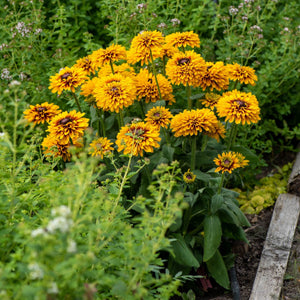 Rudbeckia 'Double Kissing SmileyZ' Perennial Bedding