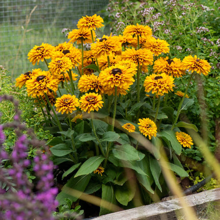 Rudbeckia 'Double Kissing SmileyZ' Perennial Bedding