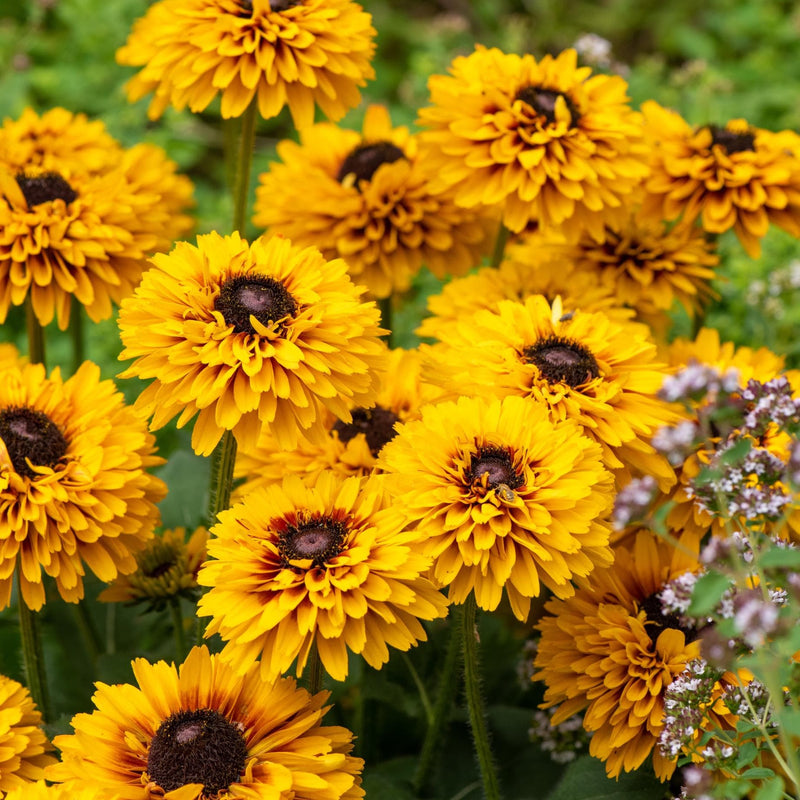 Rudbeckia 'Double Kissing SmileyZ' Perennial Bedding