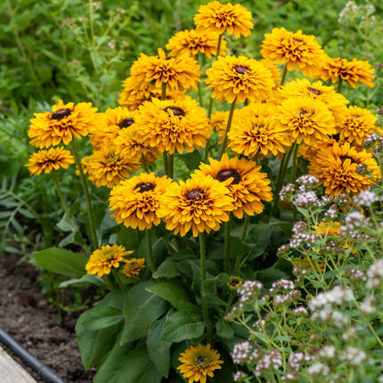 Rudbeckia 'Double Kissing SmileyZ' Perennial Bedding