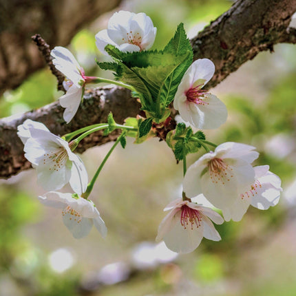 'Snow Goose' White Flowering Cherry Blossom Tree Ornamental Trees