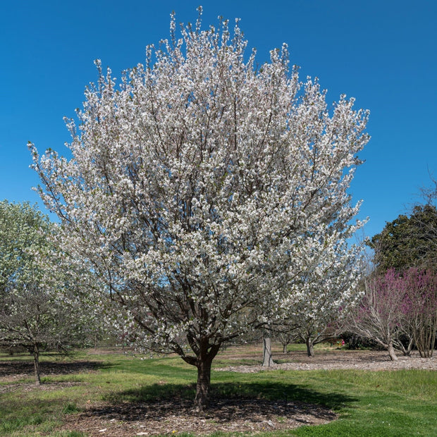 'Snow Goose' White Flowering Cherry Blossom Tree Ornamental Trees