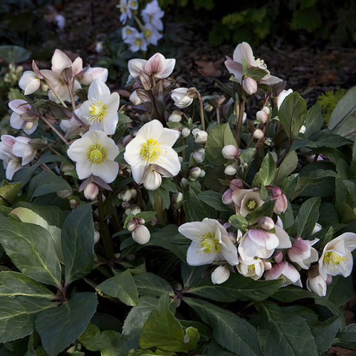 'Snow Dance®' Snow Rose | Hellebore Gold Collection® Perennial Bedding