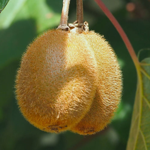 'Solo' Kiwi Plant Soft Fruit