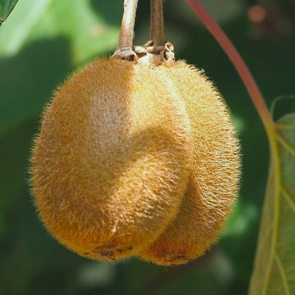 'Solo' Kiwi Plant Soft Fruit