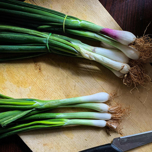 'White Lisbon' Spring Onion Plants Vegetables