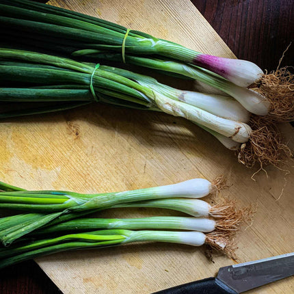 'White Lisbon' Spring Onion Plants Vegetables