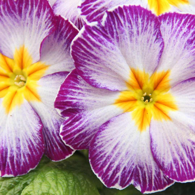 Primrose Starflame Violet | Primula Acaulis Annual Bedding