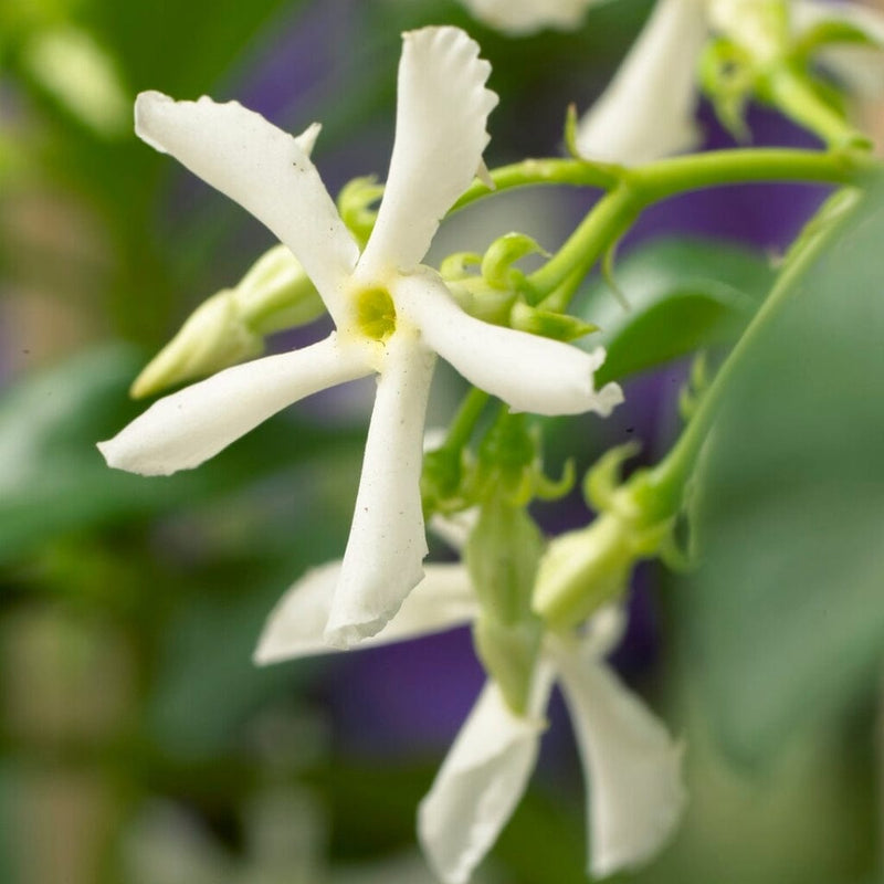 Star Jasmine | Trachelospermum jasminoides Climbing Plants
