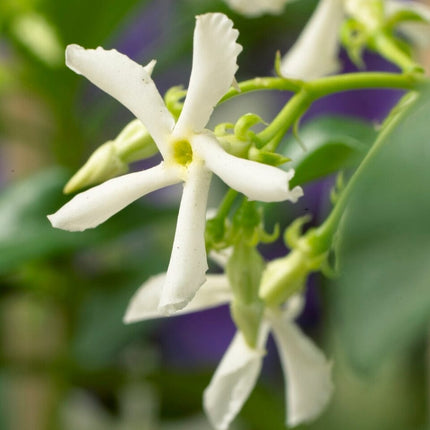 Star Jasmine | Trachelospermum jasminoides Climbing Plants