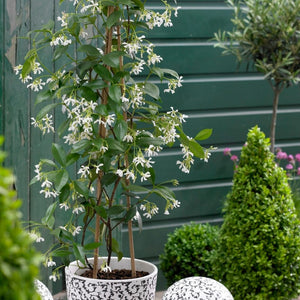 Star Jasmine | Trachelospermum jasminoides Climbing Plants