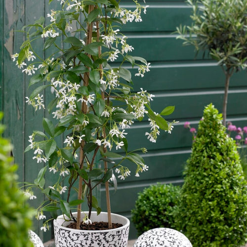 Star Jasmine | Trachelospermum jasminoides Climbing Plants