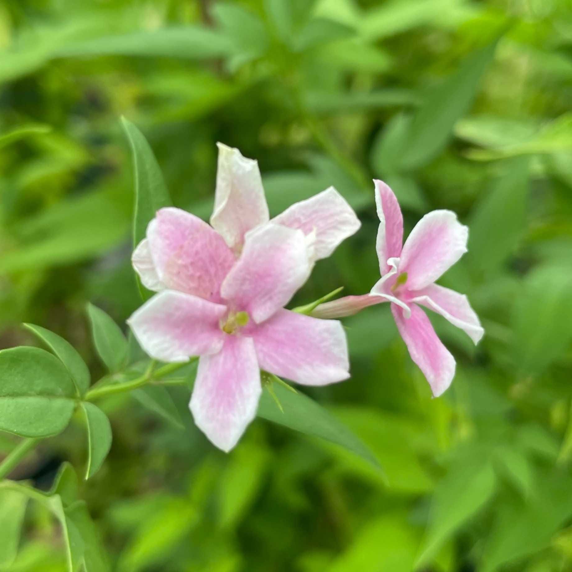 'Starry Starry Summer Scent' Jasmine | Jasminum x stephanense