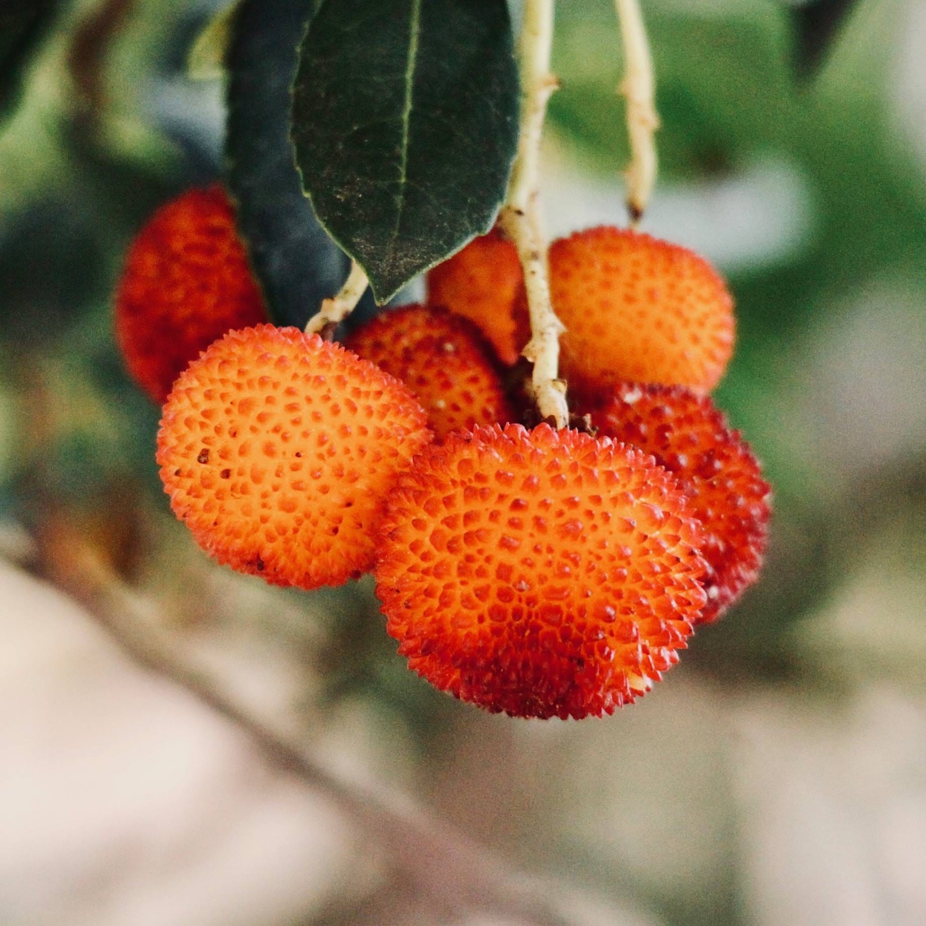 Strawverry Tree Strawberry Tree | Arbutus unedo – Roots Plants
