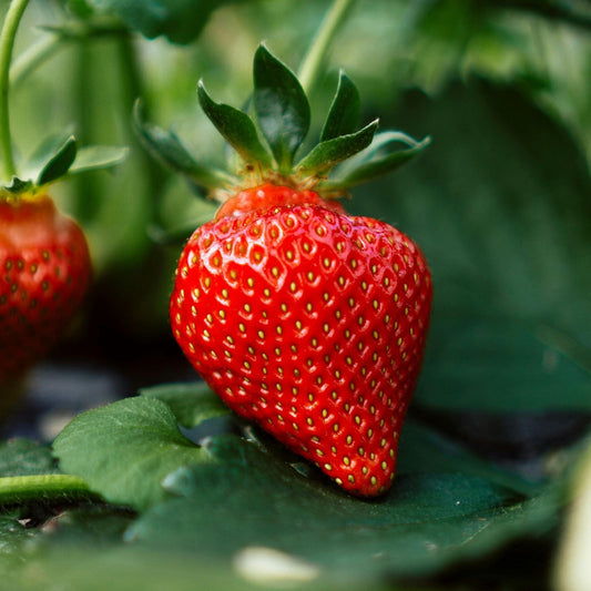 'Sweetheart' Strawberry Plants Soft Fruit