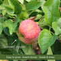 Patio Apple Tree Trained Fruit Trees