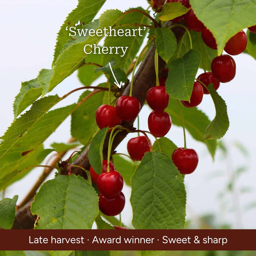 Cross-Pollinating Cherry Collection | Kordia, Summer Sun & Sweetheart Fruit Trees