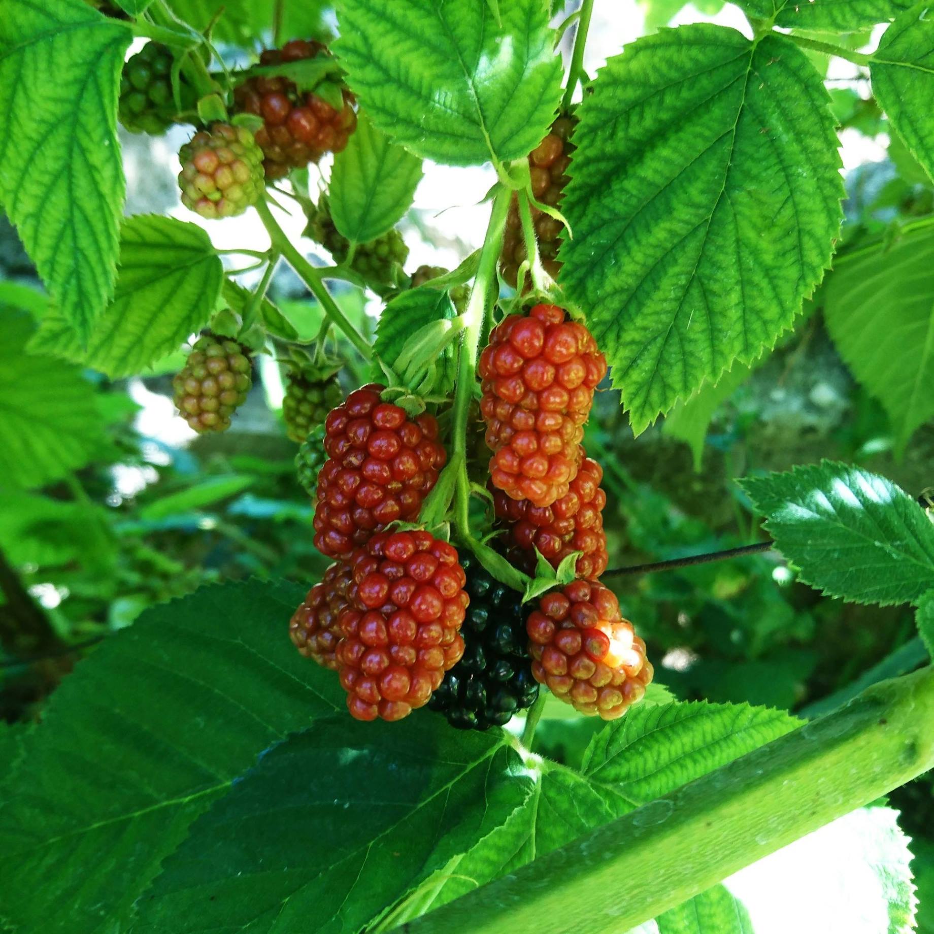 'Buckingham' Thornless Tayberry Plants