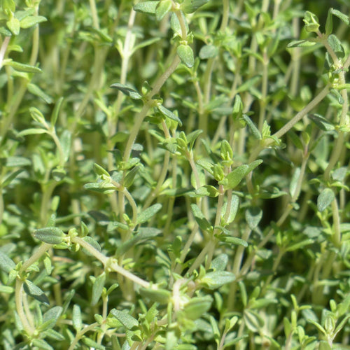 Thyme Plants Vegetables