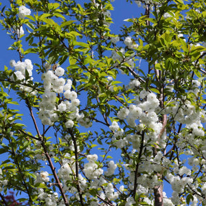 Multi Stem Tibetan Cherry Tree | Prunus serrula Ornamental Trees