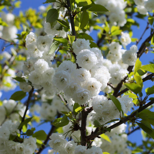 Single Stem Tibetan Cherry Tree | Prunus serrula Ornamental Trees