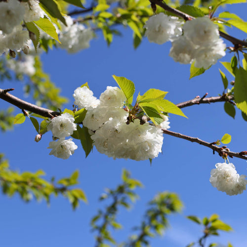 Single Stem Tibetan Cherry Tree | Prunus serrula Ornamental Trees