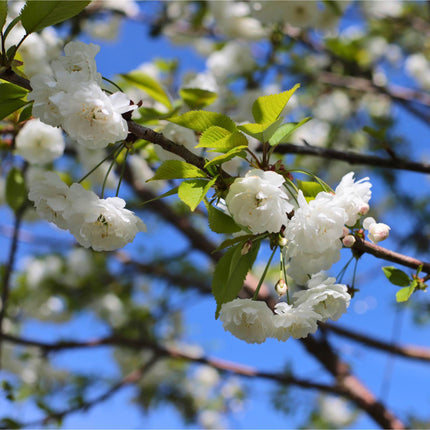 Multi Stem Tibetan Cherry Tree | Prunus serrula Ornamental Trees