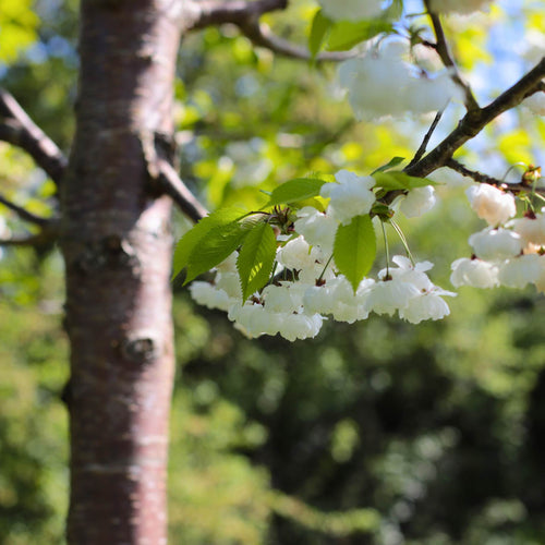 Single Stem Tibetan Cherry Tree | Prunus serrula Ornamental Trees