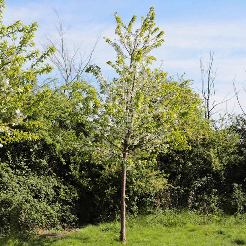 Single Stem Tibetan Cherry Tree | Prunus serrula Ornamental Trees