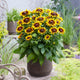 Rudbeckia 'Tiger SmileyZ' Perennial Bedding