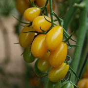 Tomato 'Peardrop' Plant Vegetable Plants