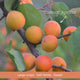 Patio Apricot Tree Trained Fruit Trees
