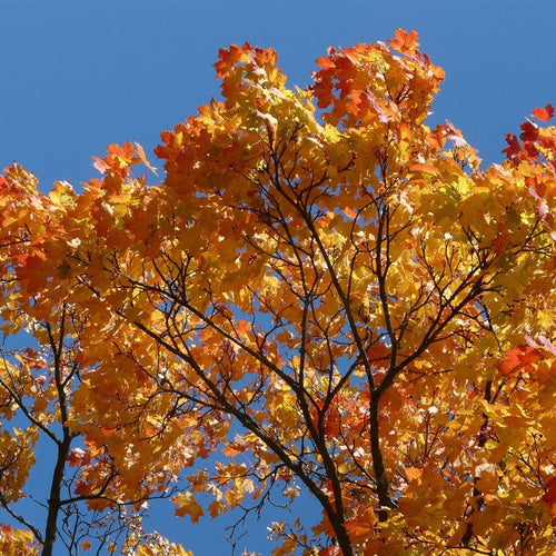 Canadian Red Maple Tree | Acer rubrum Ornamental Trees