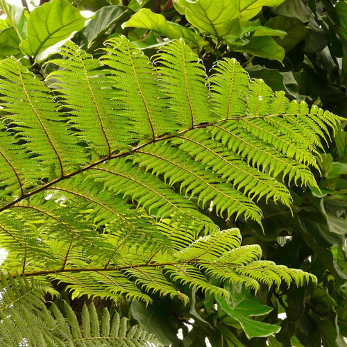 Soft Tree Fern | Dicksonia antarctica Ornamental Trees