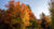 trees for autumn colour