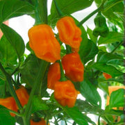 Grafted Chilli Pepper 'Trinidad Perfume' Plant Vegetable Plants