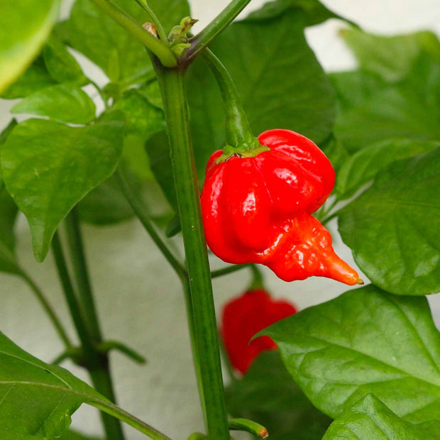 Grafted Chilli Pepper 'Trinidad Scorpion' Plant Vegetable Plants