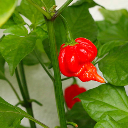 Grafted Chilli Pepper 'Trinidad Scorpion' Plant Vegetable Plants