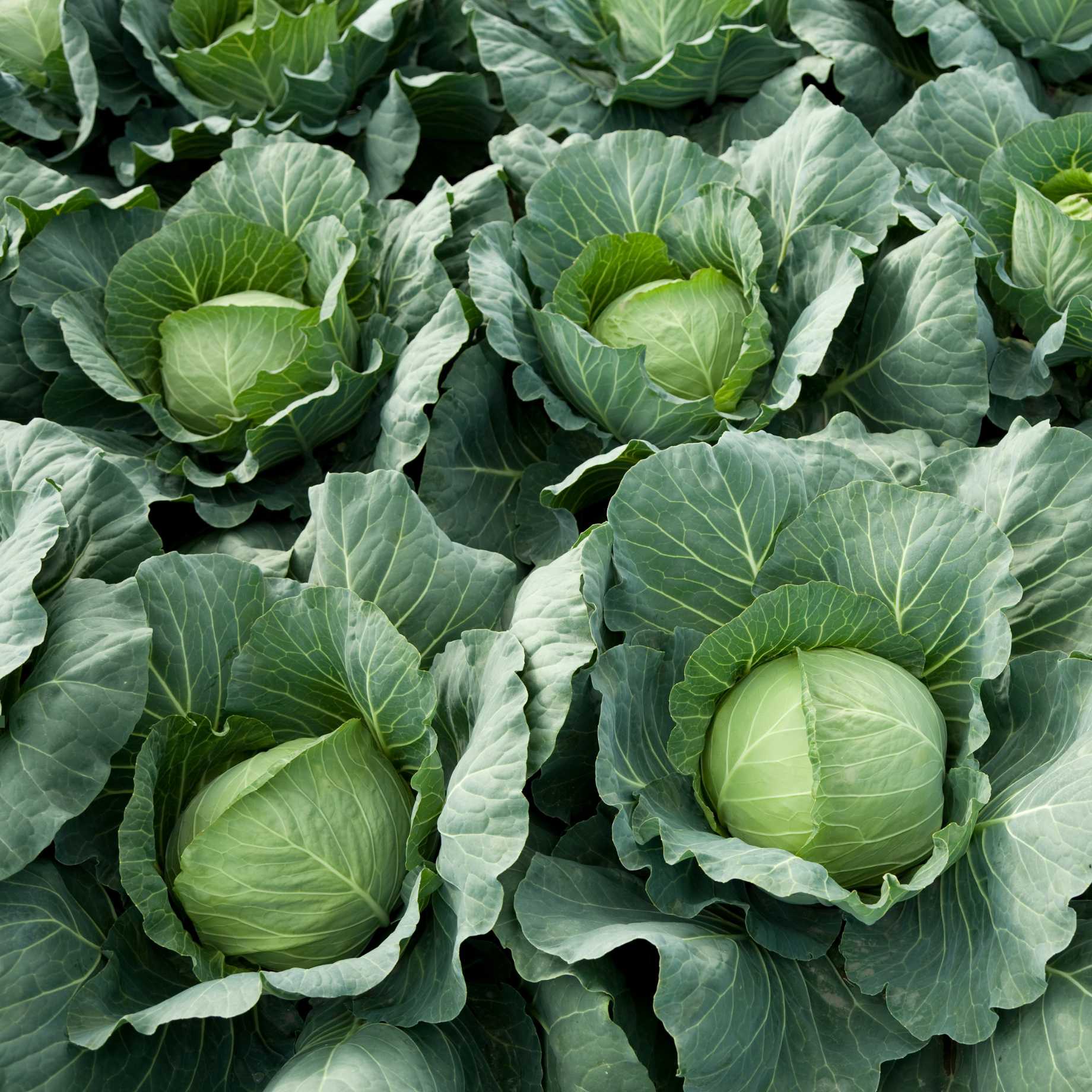 Cabbage Bush 'Tundra F1' Winter Cabbage Plants – Roots Plants