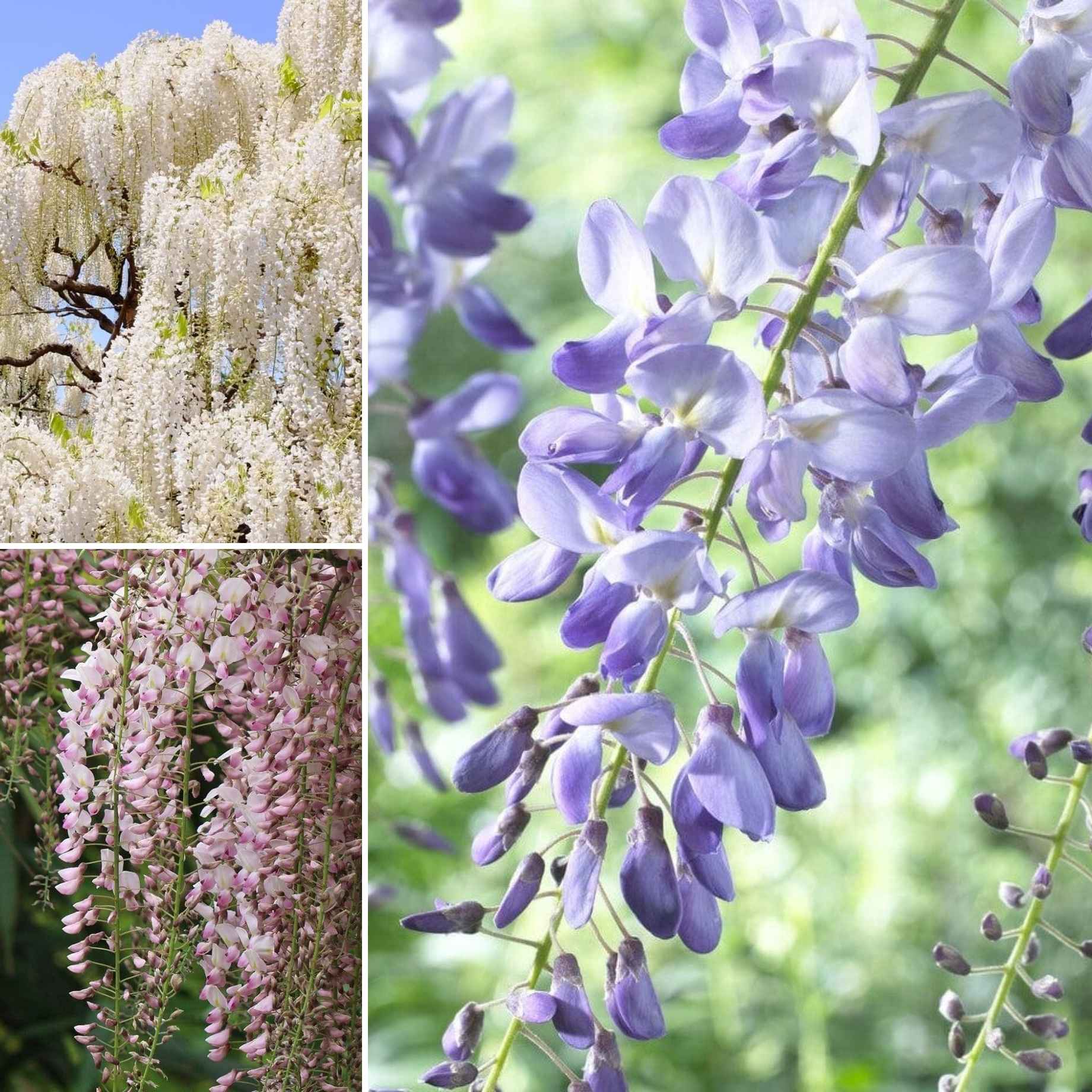 Ultimate Wisteria Collection