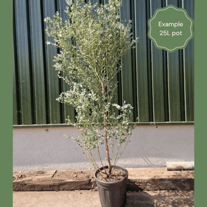 Hardy Eucalyptus Tree | Eucalyptus gunnii Ornamental Trees