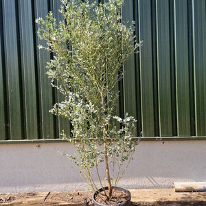 Hardy Eucalyptus Tree | Eucalyptus gunnii Ornamental Trees