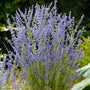 Perovskia 'Blue Spire' Perennial Bedding