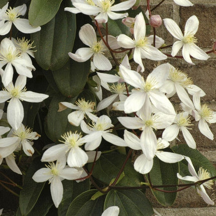 Evergreen Clematis | Clematis armandii Climbing Plants